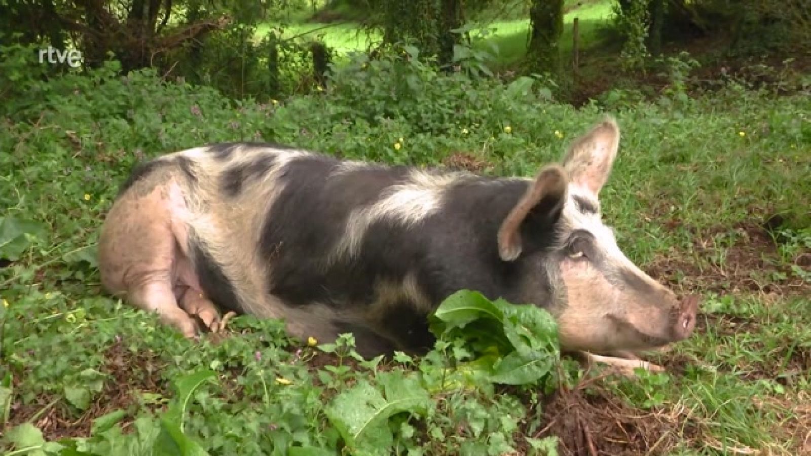 Aquí la Tierra - El curioso caso del cerdo Antón