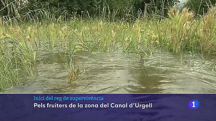 L'Informatiu - Inici del reg de supervivència a la zona del Canal d'Urgell