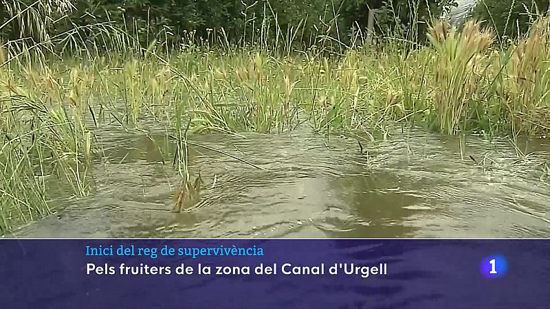 Inici del reg de supervivència a la zona del Canal d'Urgell