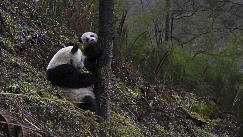 Cuatro estaciones en el reino del oso panda - Episodio 1: Nacimiento de un gran gigante - ver ahora