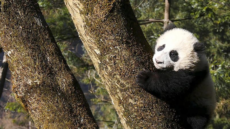 Cuatro estaciones en el reino del oso panda - Episodio 2: Aprender en libertad - ver ahora