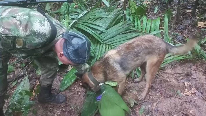 Buscan a Wilson, el perro que ayudó en el rescate de los niños en Colombia