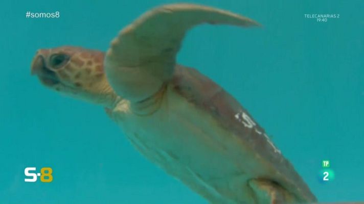 Somos 8 - Somos 8 - 14/06/2023