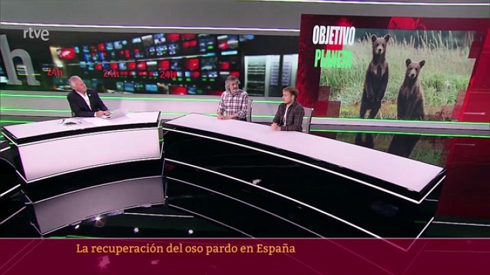 La recuperación del oso pardo en España