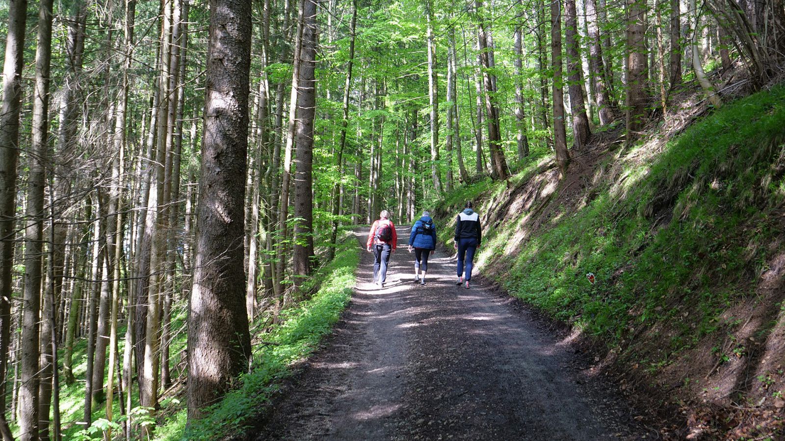 La noche temática - Caminar, una cura milagrosa para cuerpo y alma - Ver ahora