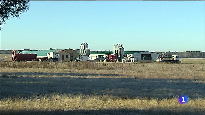L'informatiu - Comunitat Valenciana - Protocolo de urgencia para combatir la gripe aviar en l'Albufera