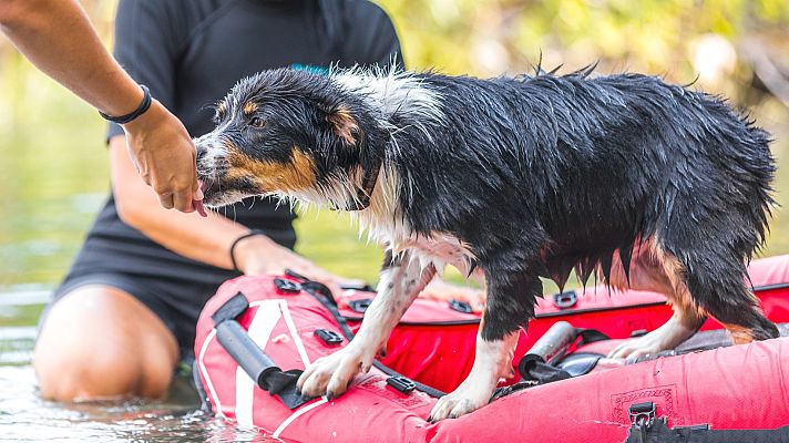 Telediario 1 - Rescates en directo: personas que salvan a animales atrapados y lo publican en redes sociales
