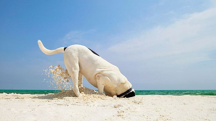 Playas para perros, ¿un problema ecológico?