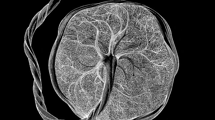 Telediario 2 - Avances en la placenta artificial