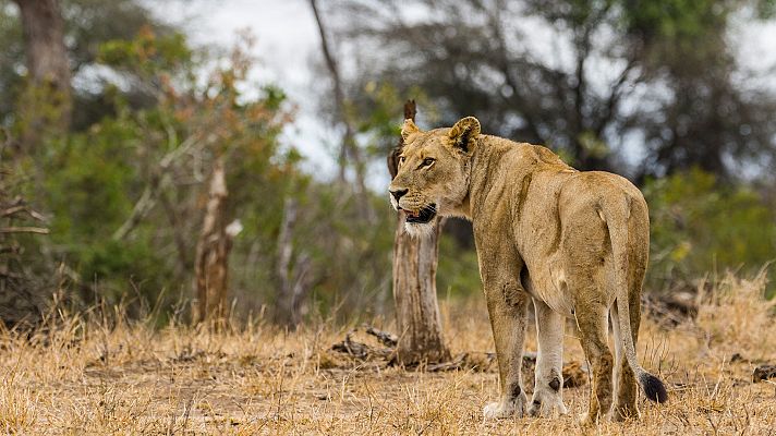 La vida en el África ardiente - Los leones de la sabana más seca