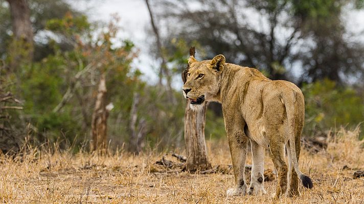 Los leones de la sabana más seca