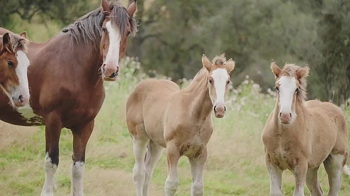 Ride - Programa FEI RIDE. Episodio 12