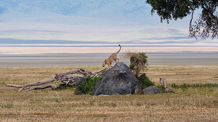 La vida en el África ardiente - Las abrasadoras llanuras del guepardo