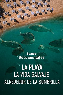 La playa, la vida salvaje alrededor de la sombrilla