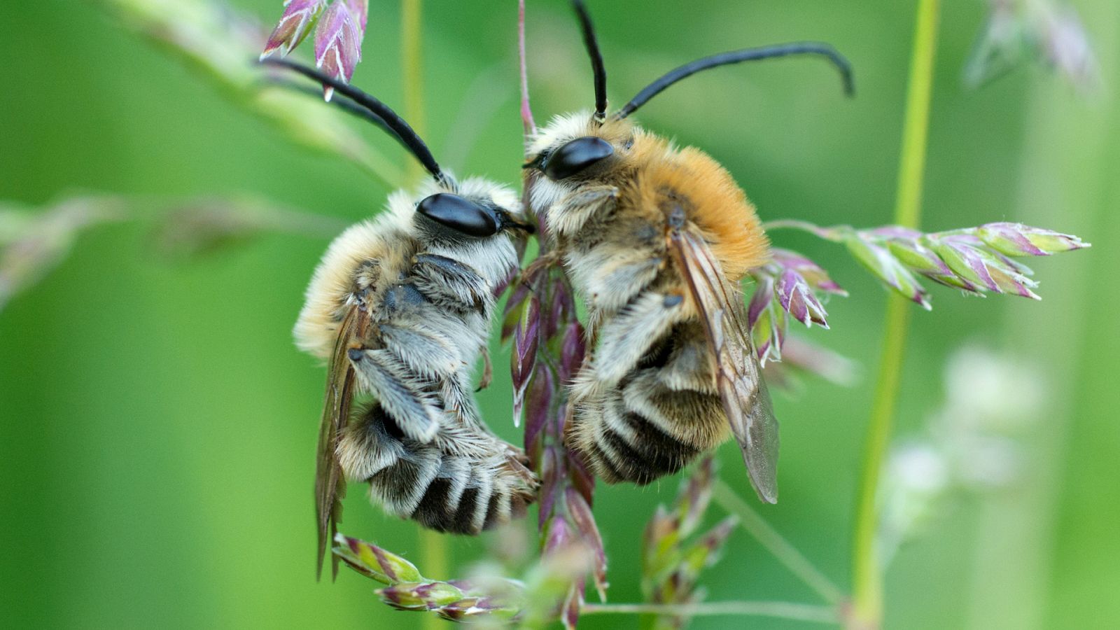 Hijas del sol - Abejas silvestres - ver ahora