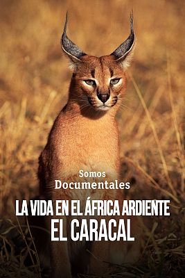 Somos Documentales - La vida en el África ardiente, el Caracal