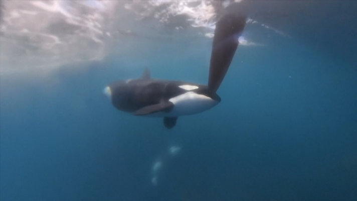 Susto en la Ocean Race: una orca ataca una embarcación