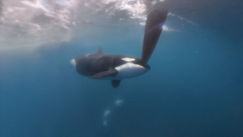 Susto en la Ocean Race: una orca ataca una embarcación - ver ahora