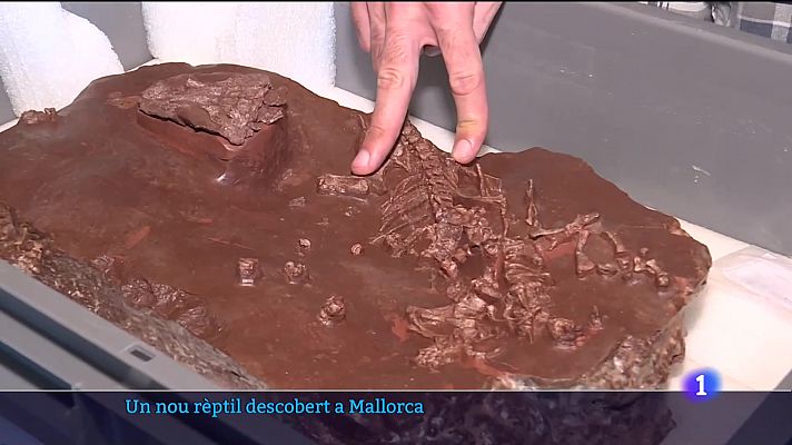 Un nou rèptil descobert a Mallorca