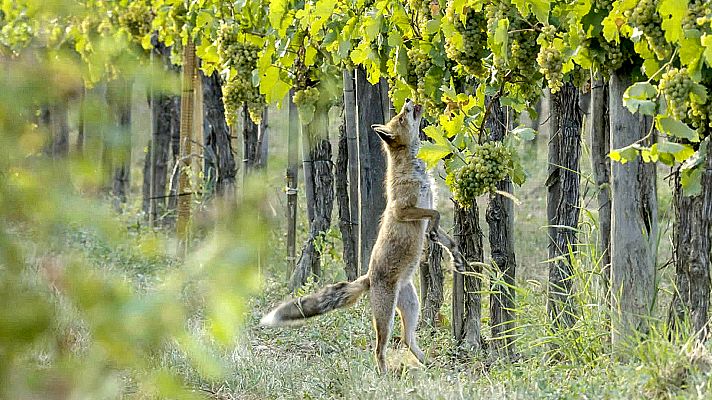 Somos Documentales - El imperio de la viña