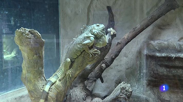 L'Informatiu - El comerç d'animals exòtics es dispara