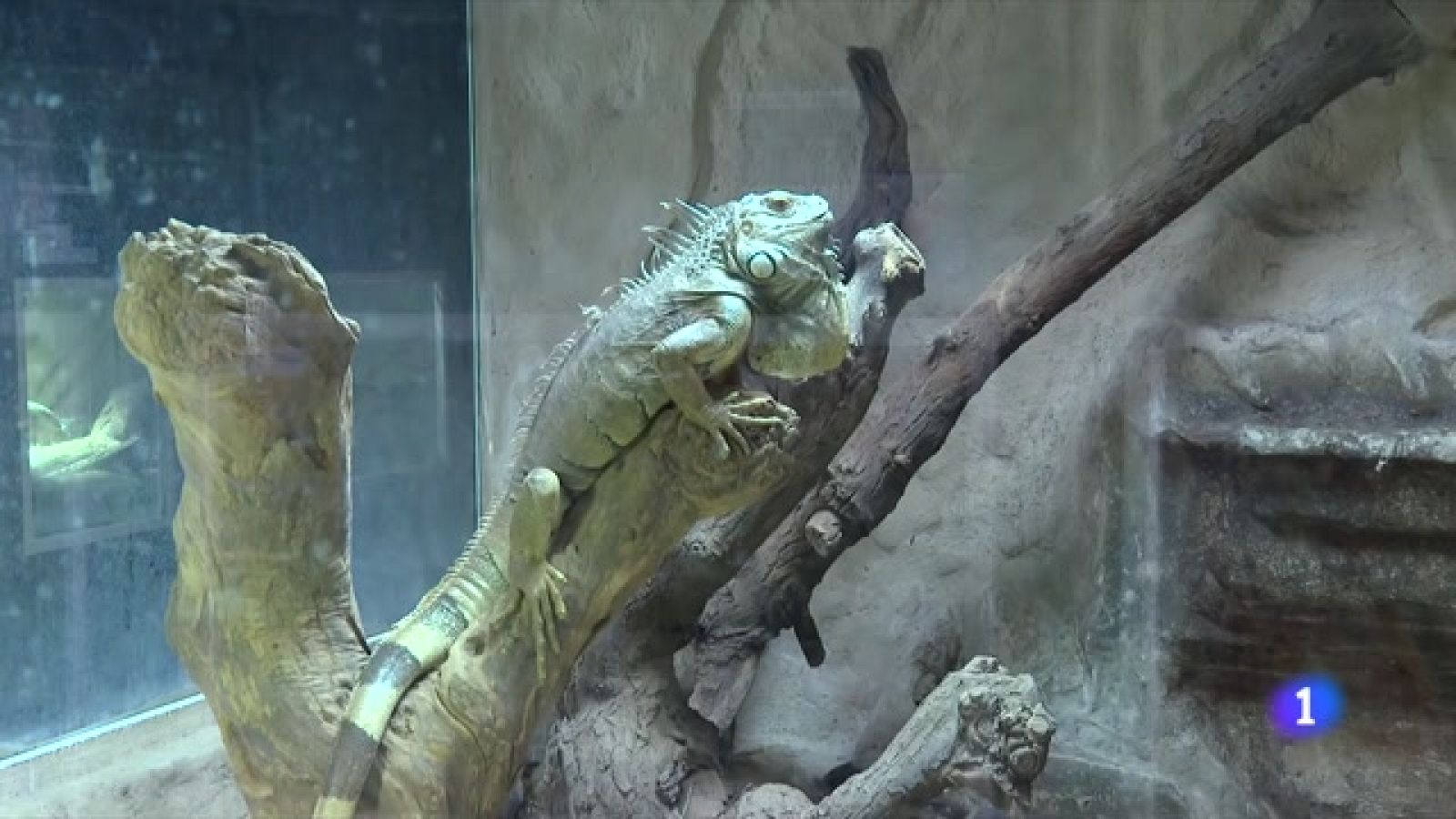 El comerç d'animals exòtics es dispara