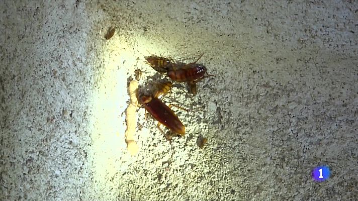 L'Informatiu - La lluita contra les plagues urbanes que la calor porta