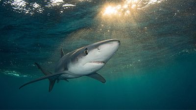 Biólogo marino sobre el avistamiento de tiburones en España: "Hacen una función increíble en nuestro ecosistema"