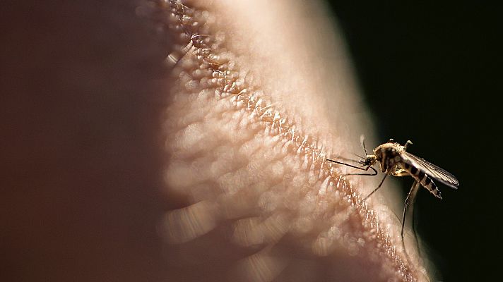 Hablando claro - Los mitos de las picaduras de mosquitos y consejos para prevenirlas