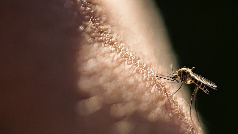 Los mitos de las picaduras de mosquitos y consejos para prevenirlas
