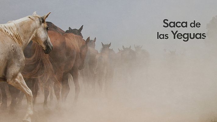 Noticias Andalucía - La Saca de las Yeguas