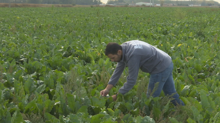 Noticias Aragón - Zaragoza, sede europea en la formación de gestión de plagas a profesionales