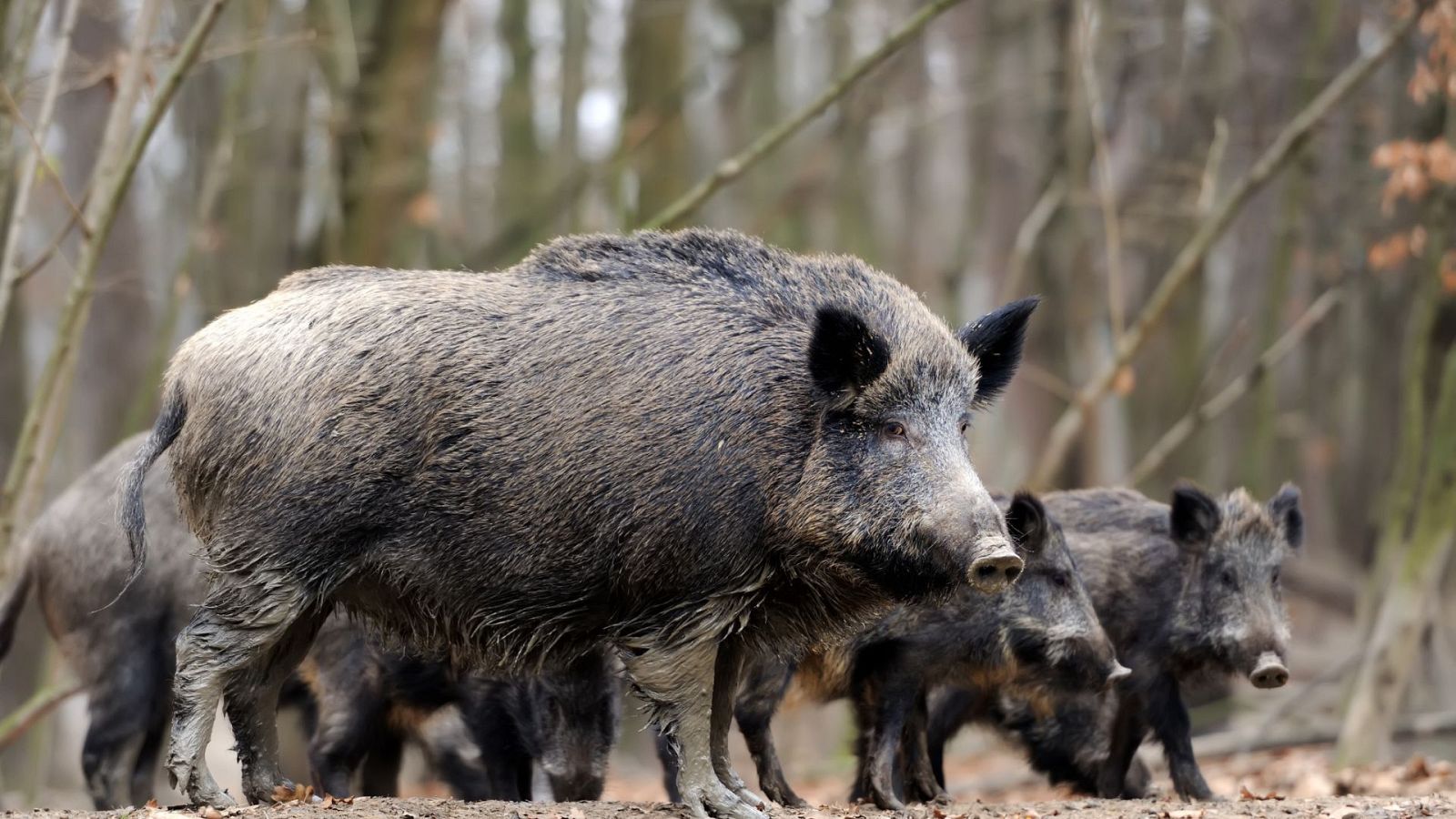 Plaga de jabalíes en la Comunidad Valenciana: hay más de 135.000 que atacan a bañistas o se comen las cosechas - Ver ahora