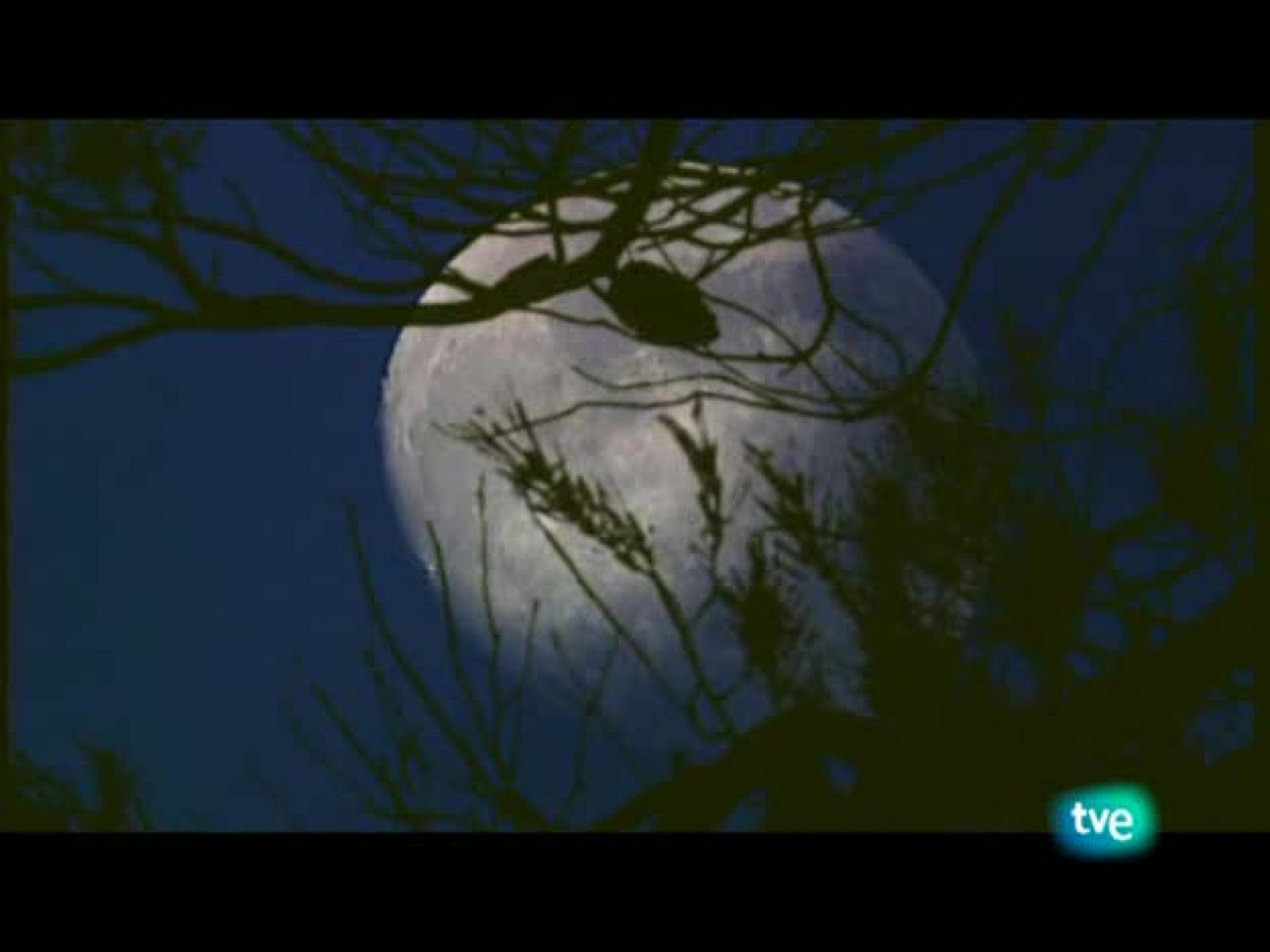 Jara y sedal - Gigantes del río Ebro - Jara y sedal | Ver