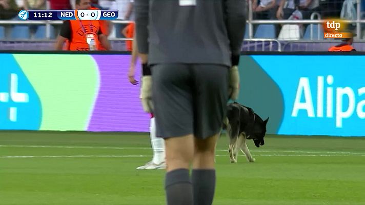 Estudio Estadio - Un perro espontáneo interrumpe el Países Bajos - Georgia