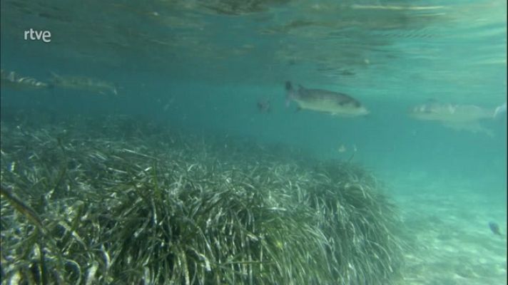 La aventura del Saber - Universo Sostenible: La posidonia, el pulmón del Mediterráne