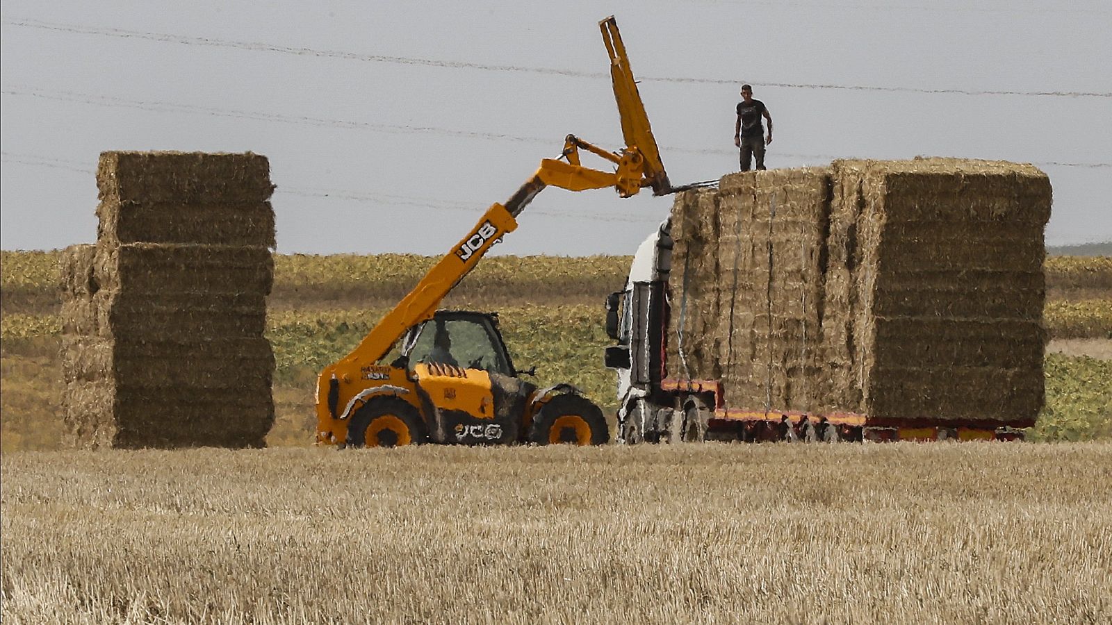 Trabajar en el campo con calor extremo, una práctica habitual con la llegada del verano 