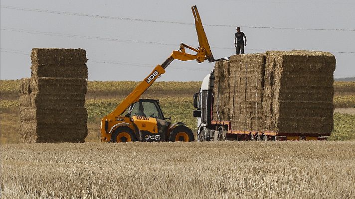 Trabajar en el campo con calor extremo, una práctica habitual con la llegada del verano   