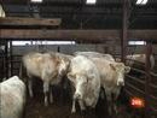  - Heces de vaca para San Valentín