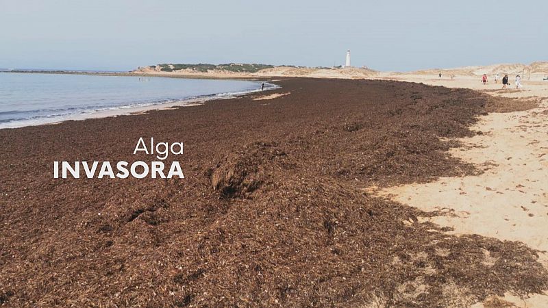 Alga invasora en las costas de Cádiz - Ver ahora