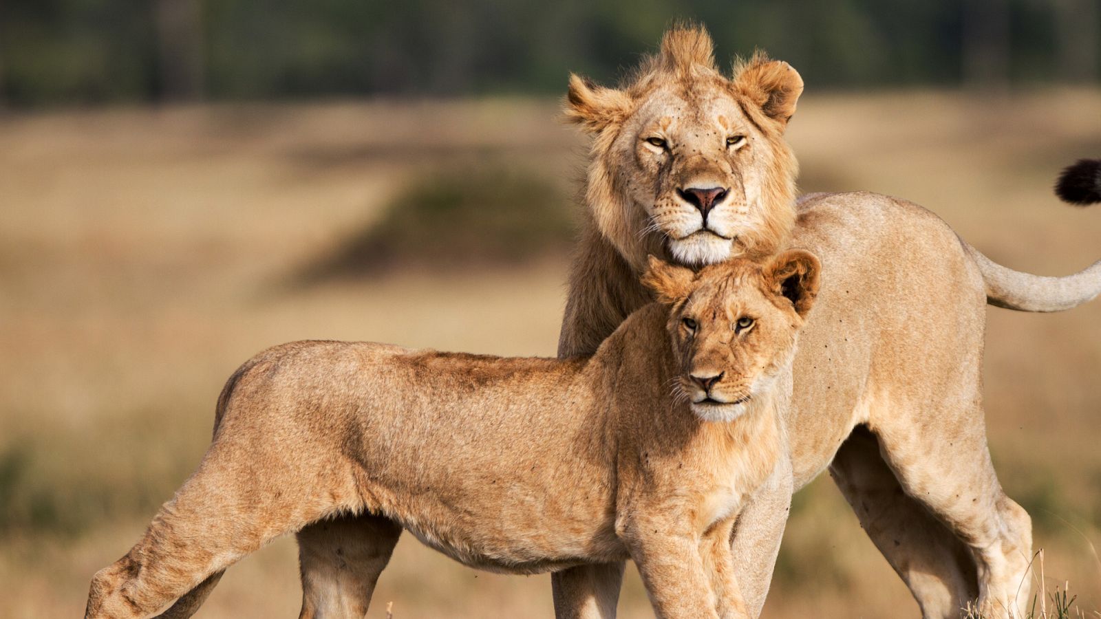 León. Auge y caída de la manada del pantano - Segunda parte - ver ahora