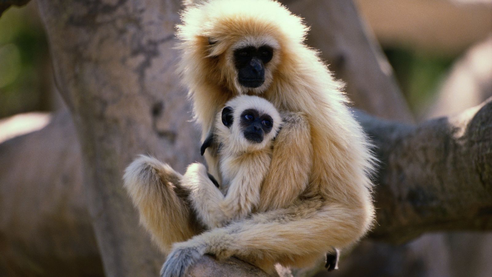 El gibón. El simio cantarín - Episodio 1: Instinto musical - ver ahora