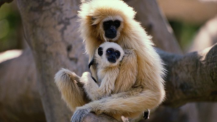 El gibón. El simio cantarín - Instinto musical