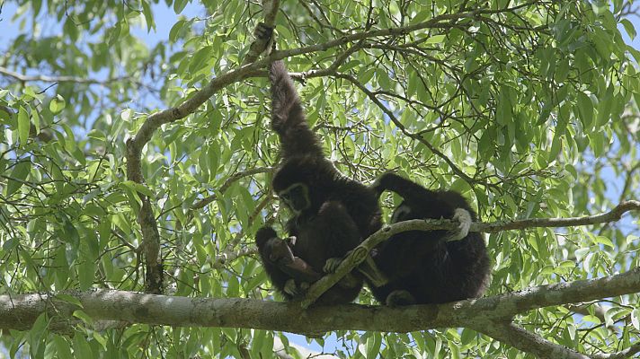 El gibón. El simio cantarín - Sociedad familiar