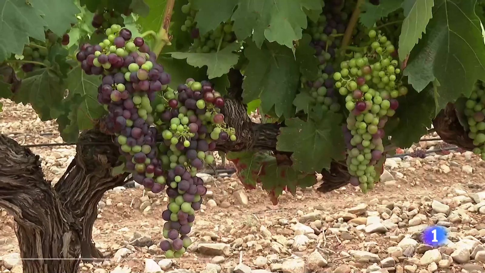 Informativo Telerioja  - 06/07/23 - RTVE.es