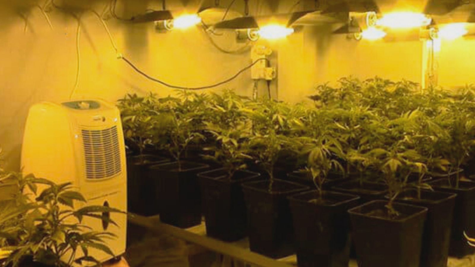 De enfriar marihuana a refrescar aulas - Ver ahora