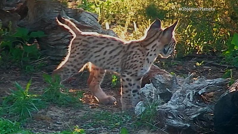 Objetivo Planeta - La recuperación del lince ibérico - ver ahora