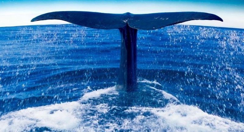 D�as de CIne: Las guardianas del planeta.