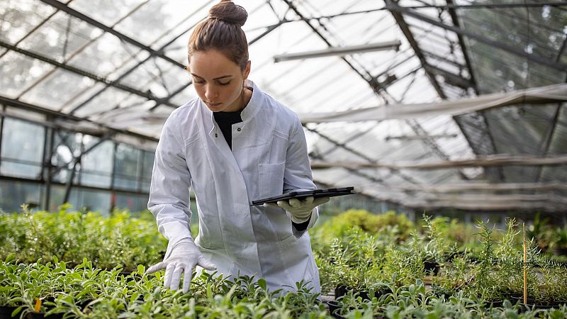 Los ingenieros agrónomos forman parte de los empleos verdes que cada vez demandan más empresas para desarrollar mejores cultivos y hacerlos más resistentes frente a las sequías.