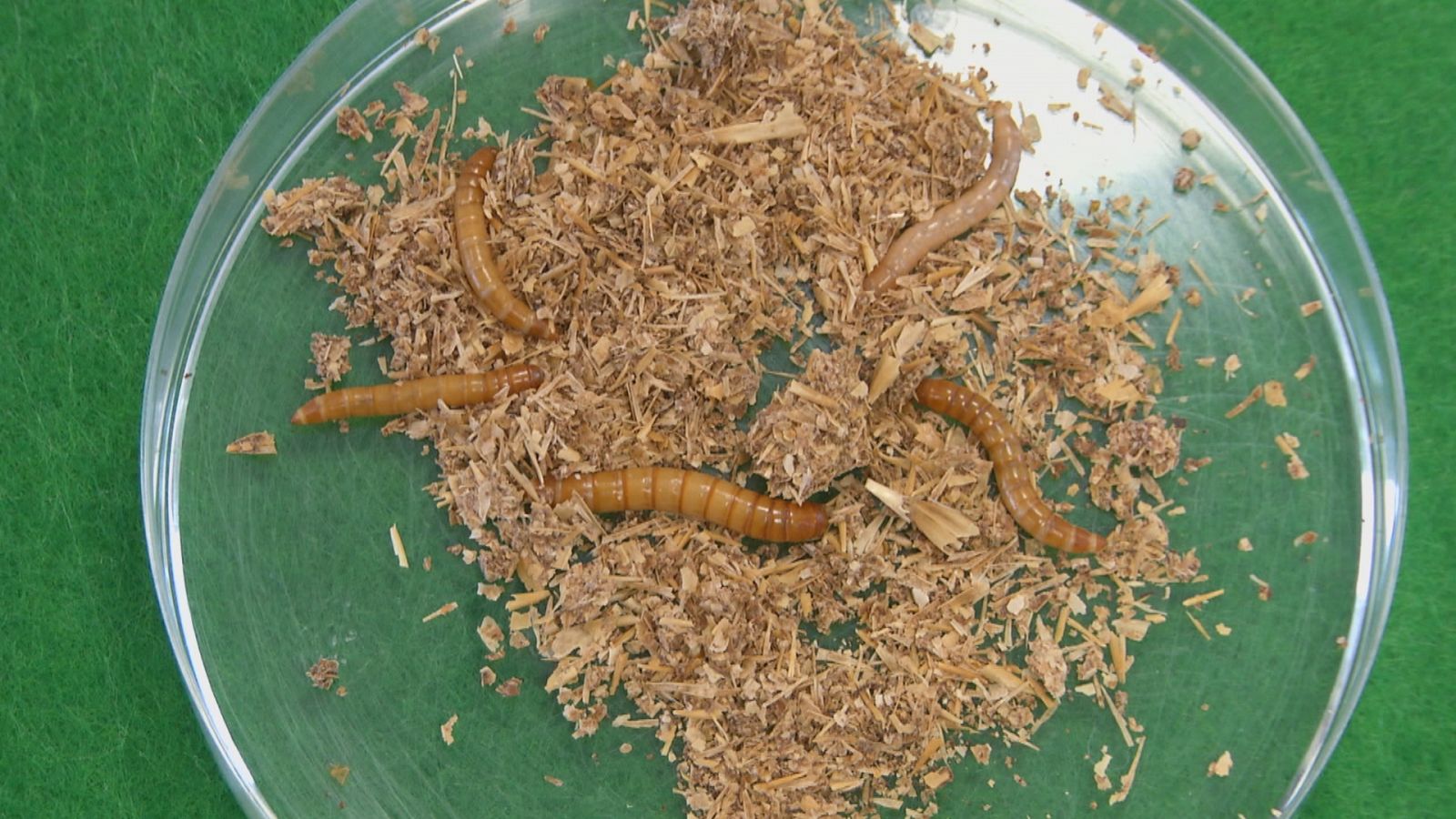 Agrosfera - 08/07/23 - ver ahora